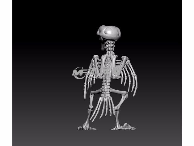  鹦鹉骨架模型后视图