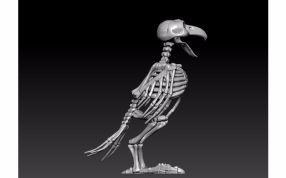  鹦鹉骨架模型右侧视图