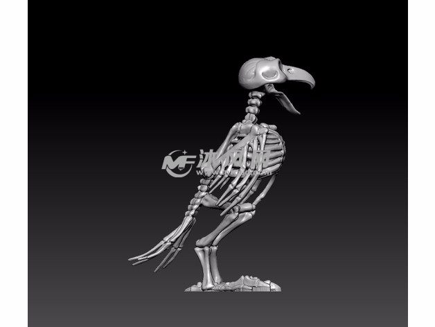 鹦鹉骨架模型