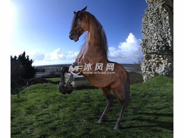 跳跃的骏马实物图