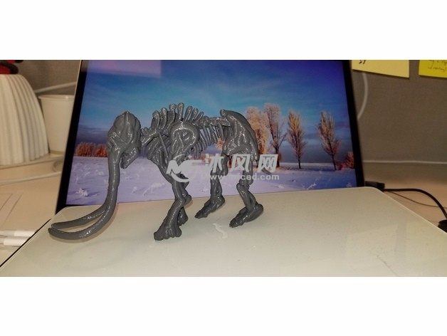 大象骨架模型实物图