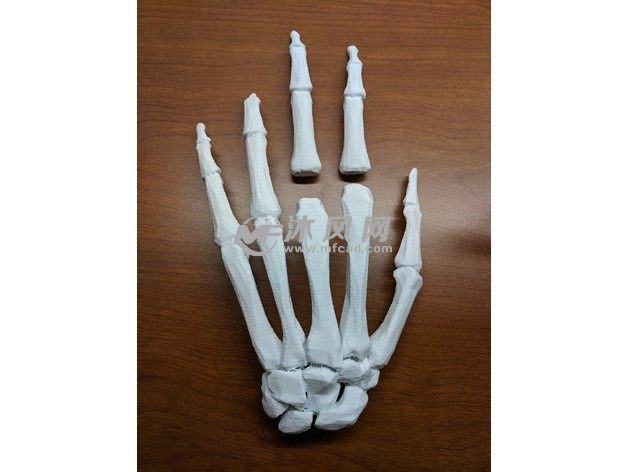 3D指骨模型实物图