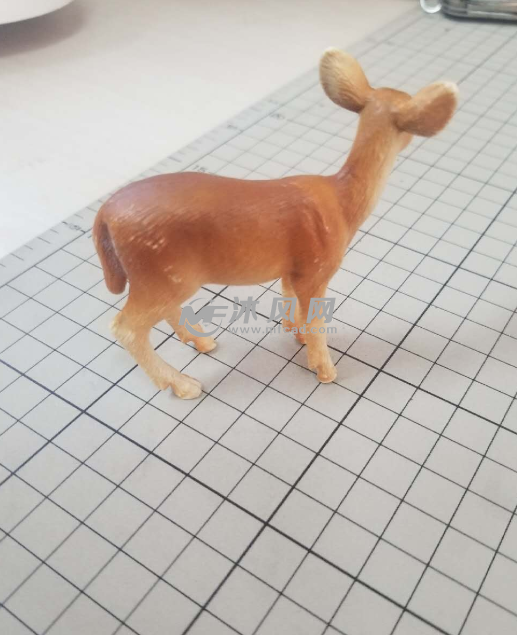 小鹿实物