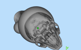 带圣诞帽的骷髅头细节图