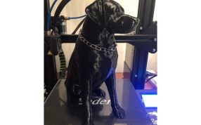 雌性拉布拉多实物图