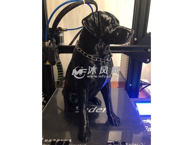 雌性拉布拉多实物图