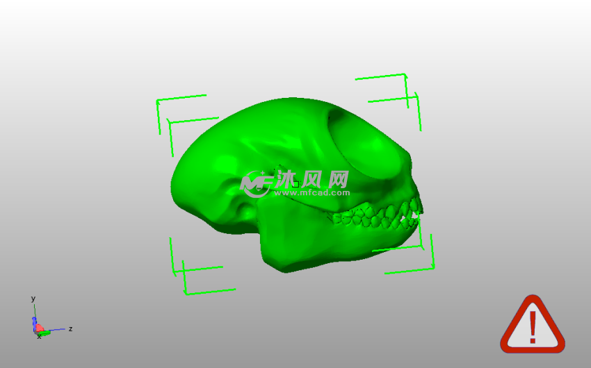 夜猴头骨模型侧视图