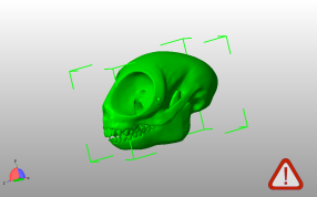 夜猴头骨模型斜视图