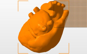 心脏的解剖顶视图