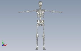 人体骨架正视图