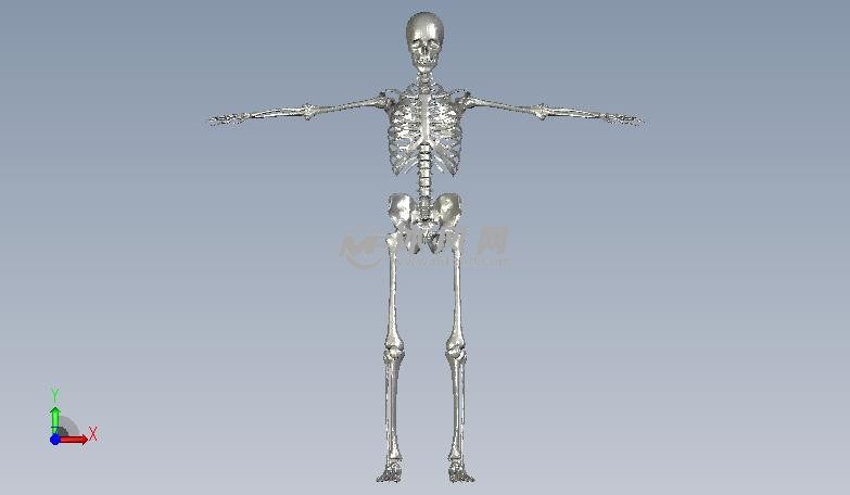 人体骨架正视图