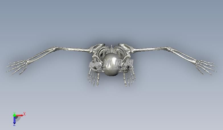 人体骨架俯视图