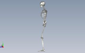 人体骨架侧视图