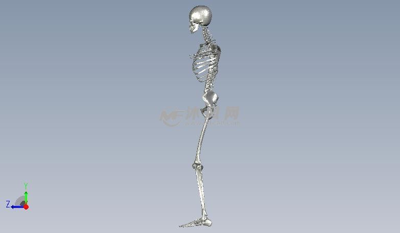 人体骨架侧视图