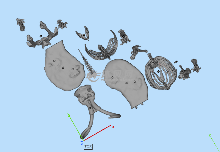 猛犸象三维细节图