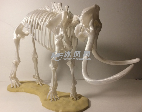 猛犸象骨骼实物图