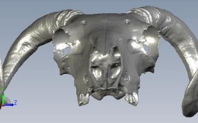 羊头骨头侧视图