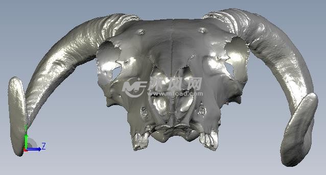 羊头骨头侧视图