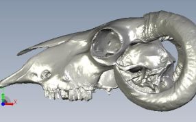 羊头骨头正视图