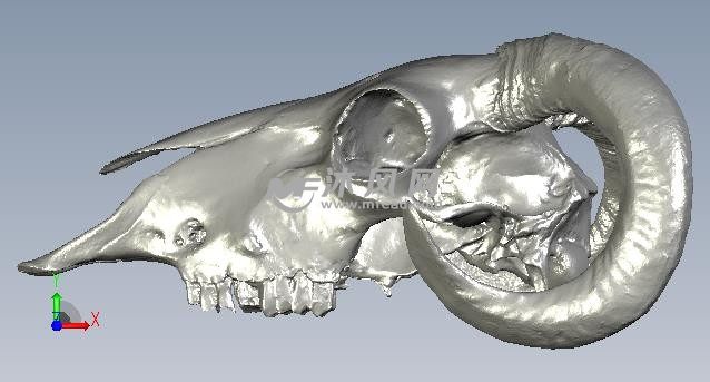 羊头骨头正视图