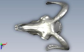 羊头骨头俯视图