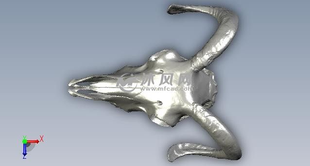 羊头骨头俯视图