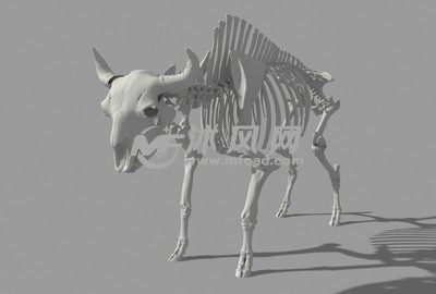 牦牛骨架前视图