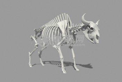 牦牛骨架