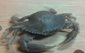 3D打印的螃蟹