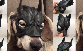 狗狗的蝙蝠侠面具