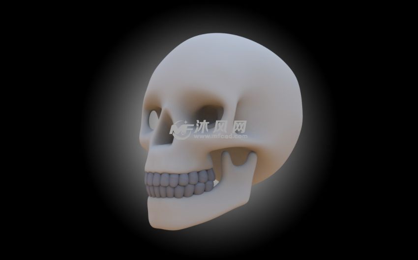 头骨渲染图
