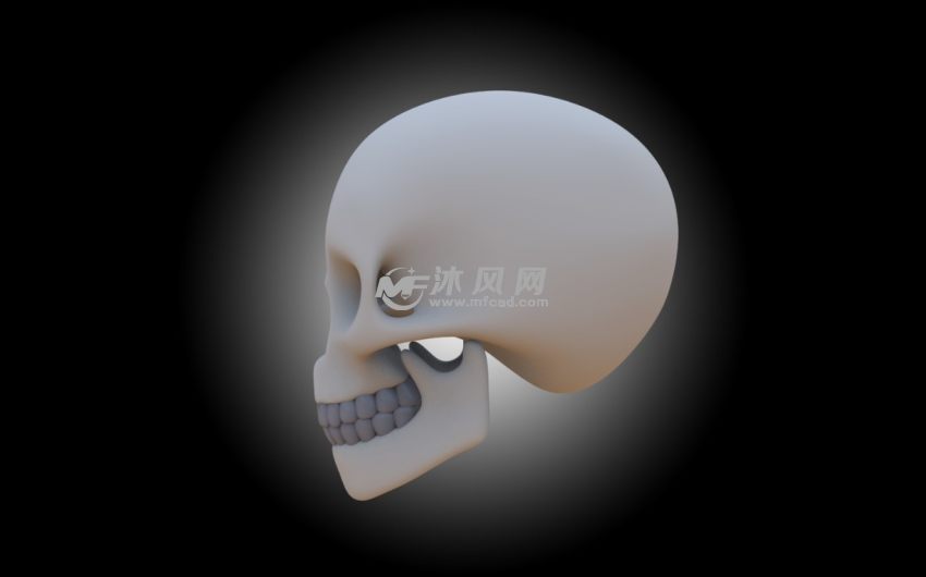 头骨渲染图左侧