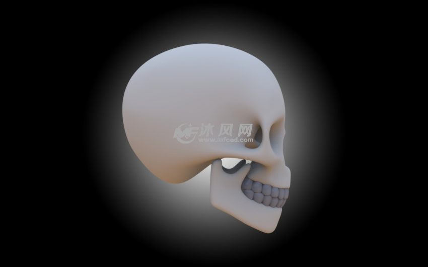 头骨渲染图右侧