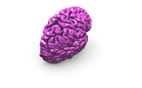 细致的人脑轴测图