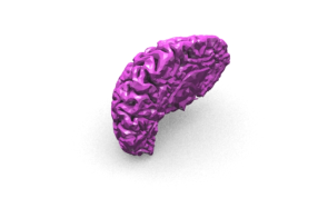 细致的人脑模型图