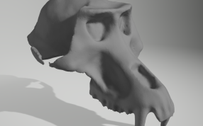 猴子头骨侧视图