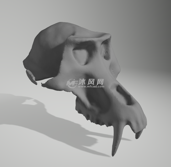 猴子头骨侧视图