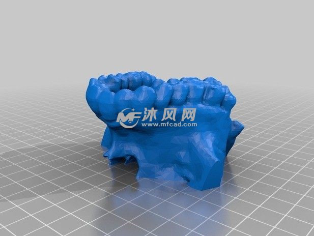 人体的上颌骨模型