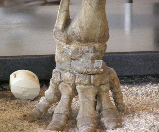 化石打印效果图