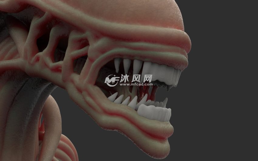 牙齿及头部展示