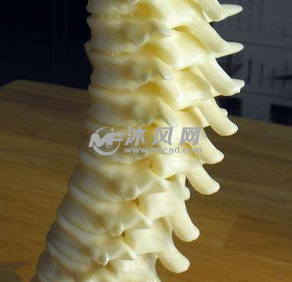 打印椎骨骨骼模型完成图