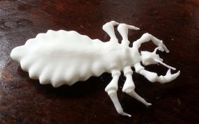 蜱虫的打印模型