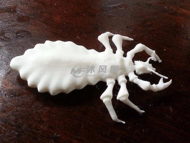 蜱虫的打印模型