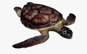 海龟