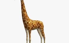 长颈鹿模型