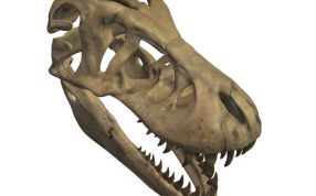 霸王龙头骨化石