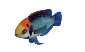 红头梭伦仙女濑鱼