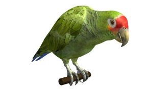 亚马逊鹦鹉