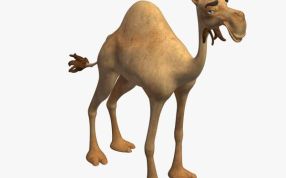 骆驼
