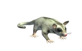 蜜袋鼯